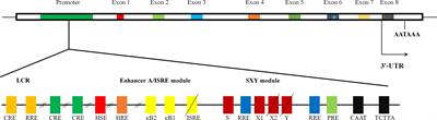 The Role of HLA-G in Tumor Escape: Manipulating the Phenotype and Function of Immune Cells